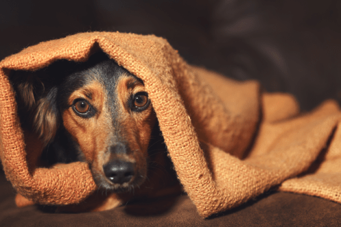 Coluna Roseli 27-12-19 (1)